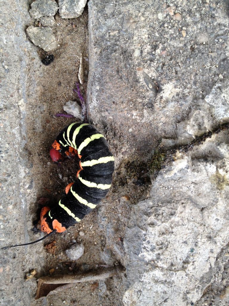 At First I Thought It Was a Rubber Band for Hair, an Ornament...