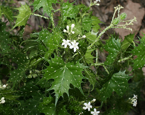 A Wild Dog and Mala Mujer