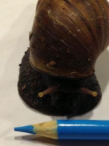 snail4