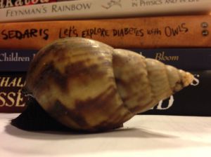 snail5