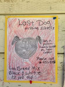 lost dog