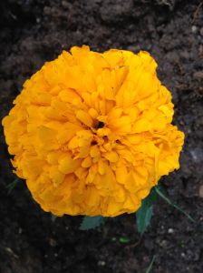 marigold