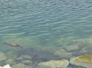 alligator